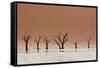 The Dead Acacia Trees of Deadvlei with a Heat Reflection-Alex Saberi-Framed Stretched Canvas