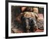 The Dead Christ-Andrea Mantegna-Framed Giclee Print