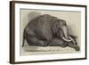 The Dead Elephant at the Gardens of the Zoological Society, Regent'S-Park-George Landseer-Framed Giclee Print