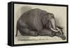 The Dead Elephant at the Gardens of the Zoological Society, Regent'S-Park-George Landseer-Framed Stretched Canvas