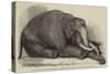 The Dead Elephant at the Gardens of the Zoological Society, Regent'S-Park-George Landseer-Stretched Canvas