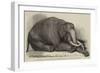 The Dead Elephant at the Gardens of the Zoological Society, Regent'S-Park-George Landseer-Framed Giclee Print