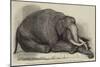 The Dead Elephant at the Gardens of the Zoological Society, Regent'S-Park-George Landseer-Mounted Giclee Print