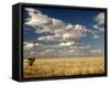 The Dead-Flat Grasslands of the Barkly Tablelands, Northern Territory, Australia, Pacific-Tony Waltham-Framed Stretched Canvas