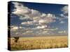 The Dead-Flat Grasslands of the Barkly Tablelands, Northern Territory, Australia, Pacific-Tony Waltham-Stretched Canvas