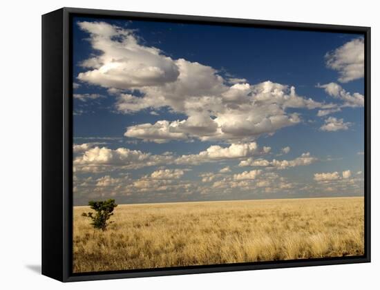 The Dead-Flat Grasslands of the Barkly Tablelands, Northern Territory, Australia, Pacific-Tony Waltham-Framed Stretched Canvas