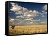 The Dead-Flat Grasslands of the Barkly Tablelands, Northern Territory, Australia, Pacific-Tony Waltham-Framed Stretched Canvas