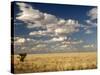 The Dead-Flat Grasslands of the Barkly Tablelands, Northern Territory, Australia, Pacific-Tony Waltham-Stretched Canvas