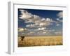 The Dead-Flat Grasslands of the Barkly Tablelands, Northern Territory, Australia, Pacific-Tony Waltham-Framed Photographic Print