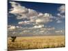 The Dead-Flat Grasslands of the Barkly Tablelands, Northern Territory, Australia, Pacific-Tony Waltham-Mounted Photographic Print