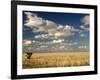 The Dead-Flat Grasslands of the Barkly Tablelands, Northern Territory, Australia, Pacific-Tony Waltham-Framed Photographic Print