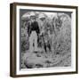 The Dead Maneater, Behar Jungle, India, C1900s-Underwood & Underwood-Framed Photographic Print