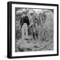 The Dead Maneater, Behar Jungle, India, C1900s-Underwood & Underwood-Framed Photographic Print