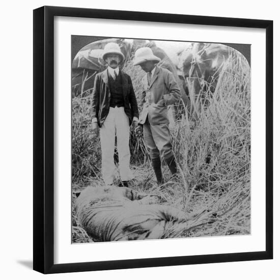 The Dead Maneater, Behar Jungle, India, C1900s-Underwood & Underwood-Framed Photographic Print