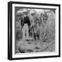 The Dead Maneater, Behar Jungle, India, C1900s-Underwood & Underwood-Framed Photographic Print