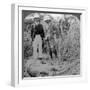 The Dead Maneater, Behar Jungle, India, C1900s-Underwood & Underwood-Framed Photographic Print