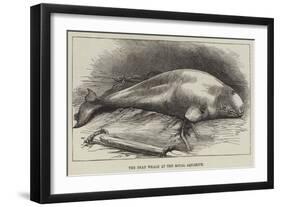 The Dead Whale at the Royal Aquarium-null-Framed Giclee Print