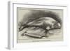 The Dead Whale at the Royal Aquarium-null-Framed Giclee Print