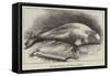 The Dead Whale at the Royal Aquarium-null-Framed Stretched Canvas