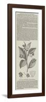 The Deadly Night-Shade, (Atropa Belladonna)-null-Framed Premium Giclee Print