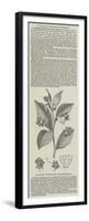 The Deadly Night-Shade, (Atropa Belladonna)-null-Framed Premium Giclee Print
