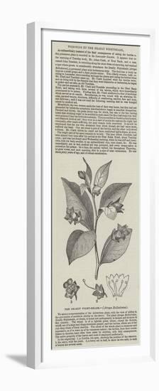 The Deadly Night-Shade, (Atropa Belladonna)-null-Framed Premium Giclee Print