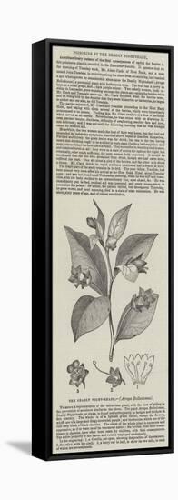The Deadly Night-Shade, (Atropa Belladonna)-null-Framed Stretched Canvas