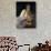 The Death of Cleopatra-Arnold Böcklin-Giclee Print displayed on a wall