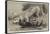 The Death of Raglan, an Otter Killing a Hound, One of the Ulverston Pack-null-Framed Stretched Canvas