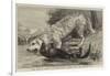 The Death of Raglan, an Otter Killing a Hound, One of the Ulverston Pack-null-Framed Giclee Print