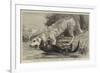 The Death of Raglan, an Otter Killing a Hound, One of the Ulverston Pack-null-Framed Giclee Print