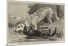 The Death of Raglan, an Otter Killing a Hound, One of the Ulverston Pack-null-Mounted Giclee Print