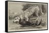 The Death of Raglan, an Otter Killing a Hound, One of the Ulverston Pack-null-Framed Stretched Canvas