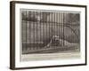 The Deceased Polar Bear at the Zoological Society's Gardens-null-Framed Giclee Print