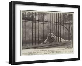 The Deceased Polar Bear at the Zoological Society's Gardens-null-Framed Giclee Print