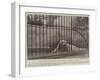 The Deceased Polar Bear at the Zoological Society's Gardens-null-Framed Giclee Print