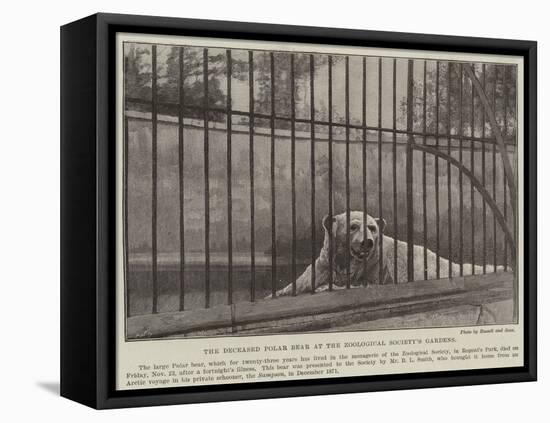 The Deceased Polar Bear at the Zoological Society's Gardens-null-Framed Stretched Canvas