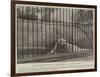 The Deceased Polar Bear at the Zoological Society's Gardens-null-Framed Giclee Print