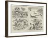 The Declaration of a British Protectorate over the Solomon Islands-null-Framed Giclee Print