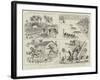 The Declaration of a British Protectorate over the Solomon Islands-null-Framed Giclee Print