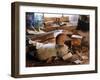 The Decoy-null-Framed Premium Photographic Print