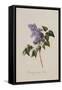 The Deep Purple Lilac, A Botanical Illustration-Georg Dionysius Ehret-Framed Stretched Canvas