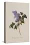 The Deep Purple Lilac, A Botanical Illustration-Georg Dionysius Ehret-Stretched Canvas