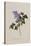 The Deep Purple Lilac, A Botanical Illustration-Georg Dionysius Ehret-Stretched Canvas