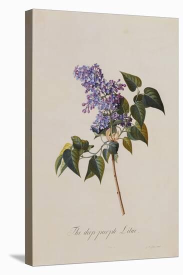 The Deep Purple Lilac, A Botanical Illustration-Georg Dionysius Ehret-Stretched Canvas