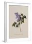 The Deep Purple Lilac, A Botanical Illustration-Georg Dionysius Ehret-Framed Giclee Print