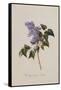 The Deep Purple Lilac, A Botanical Illustration-Georg Dionysius Ehret-Framed Stretched Canvas