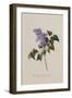 The Deep Purple Lilac, A Botanical Illustration-Georg Dionysius Ehret-Framed Giclee Print