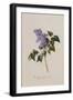 The Deep Purple Lilac, A Botanical Illustration-Georg Dionysius Ehret-Framed Giclee Print