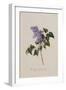 The Deep Purple Lilac, A Botanical Illustration-Georg Dionysius Ehret-Framed Giclee Print